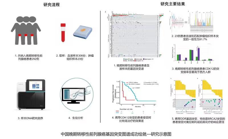  中国晚期转移性前列腺癌基因突变图谱成功绘就