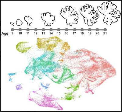  首个描述人类小脑发育的分子图创建