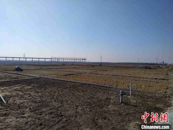 袁隆平海水稻团队表示:今年耐盐碱水稻面积预计达百万亩