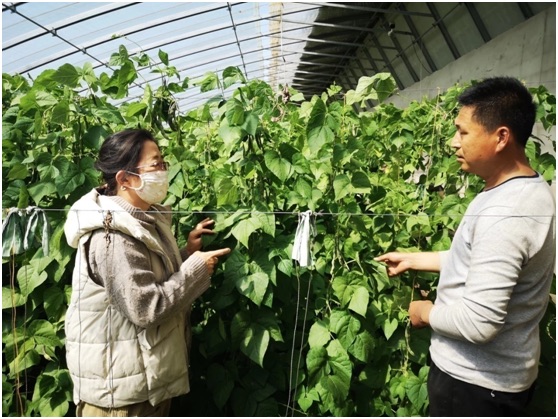  她是最美农技员 让技术在泥土里绽放