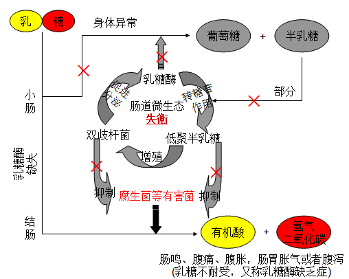 倡导母乳喂养丨贝斯凯乳糖酶+Bb-12:拉近乳糖不耐受宝宝与母乳的距离
