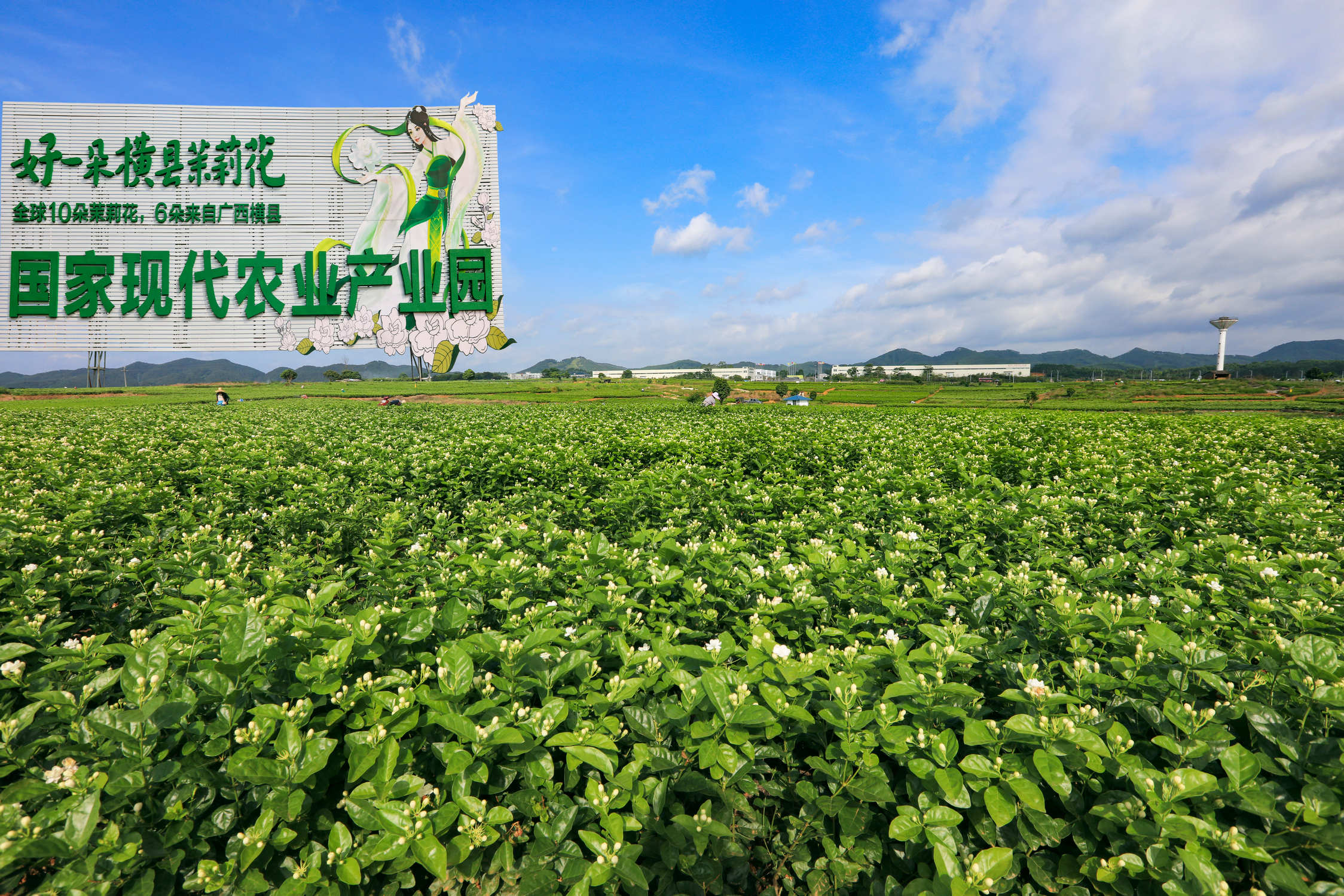  让茉莉花产业走进东盟大市场 第三届世界茉莉花大会将于9月举行