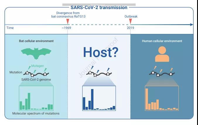  溯源新策略发现新冠病毒起源符合自然进化过程