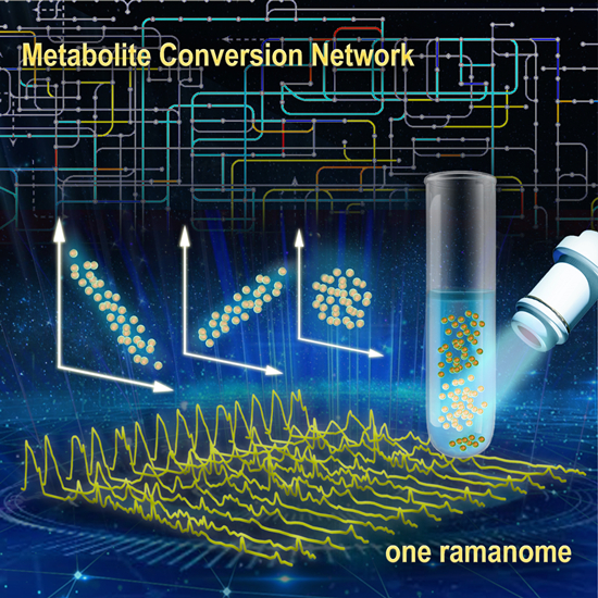  中科院青岛能源所提出“拉曼组内关联分析”揭示代谢物转化网络