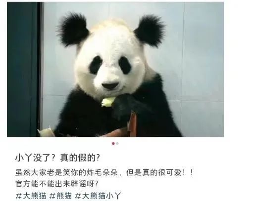 官方证实大熊猫小丫因尿毒症去世 因可爱“丸子头”走红