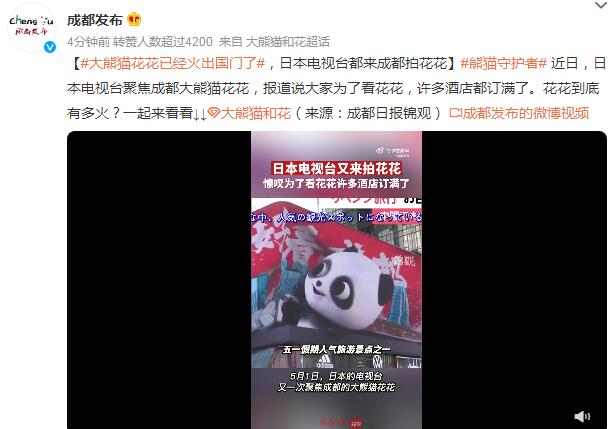 大熊猫花花已经火出国门了 日本电视台都来成都拍花花