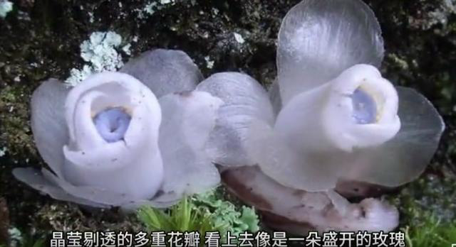柳州惊现神秘“冥界之花” 工作人员提醒：千万别摘