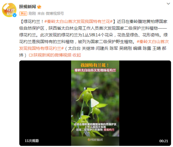 秦岭太白山首次发现我国特有兰花：绿花杓兰