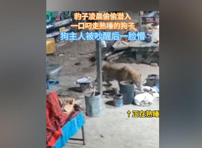豹子闯入印度男子家中偷狗 主人吵醒后一脸懵不知发生啥