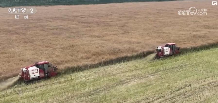 全国夏收油菜收获近六成 夏油作物增产趋势明显