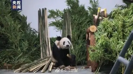 丫丫