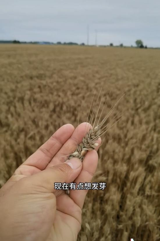 收割机无法下高速？成熟麦子因降雨发芽？当地回应