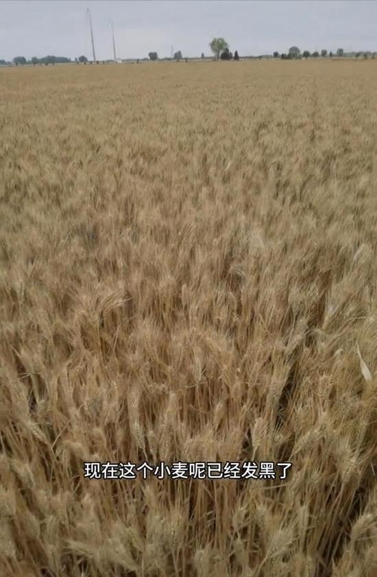 收割机无法下高速？成熟麦子因降雨发芽？当地回应