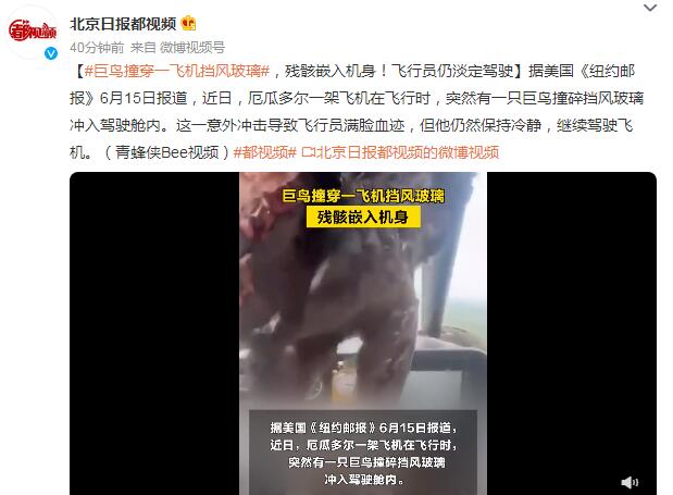 巨鸟撞穿飞机挡风玻璃 残骸嵌入机身 飞行员满脸血迹