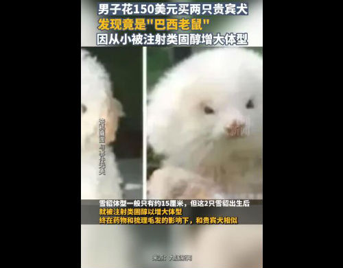 男子花150美元买狗结果是巴西老鼠 被注射类固醇以增大体型