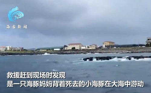 韩国济州岛海域现死亡海豚幼崽 尸体已腐烂发白