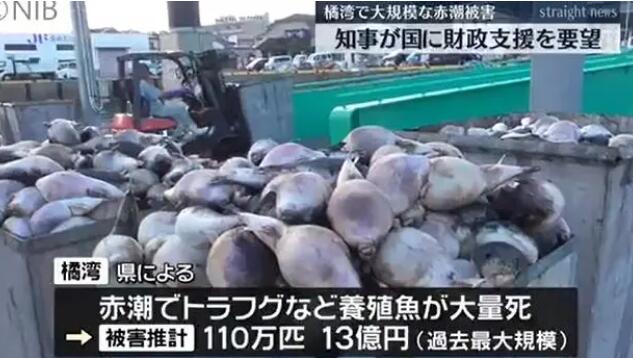 日本长崎百万条养殖鱼死亡 预估损失超6千多万元