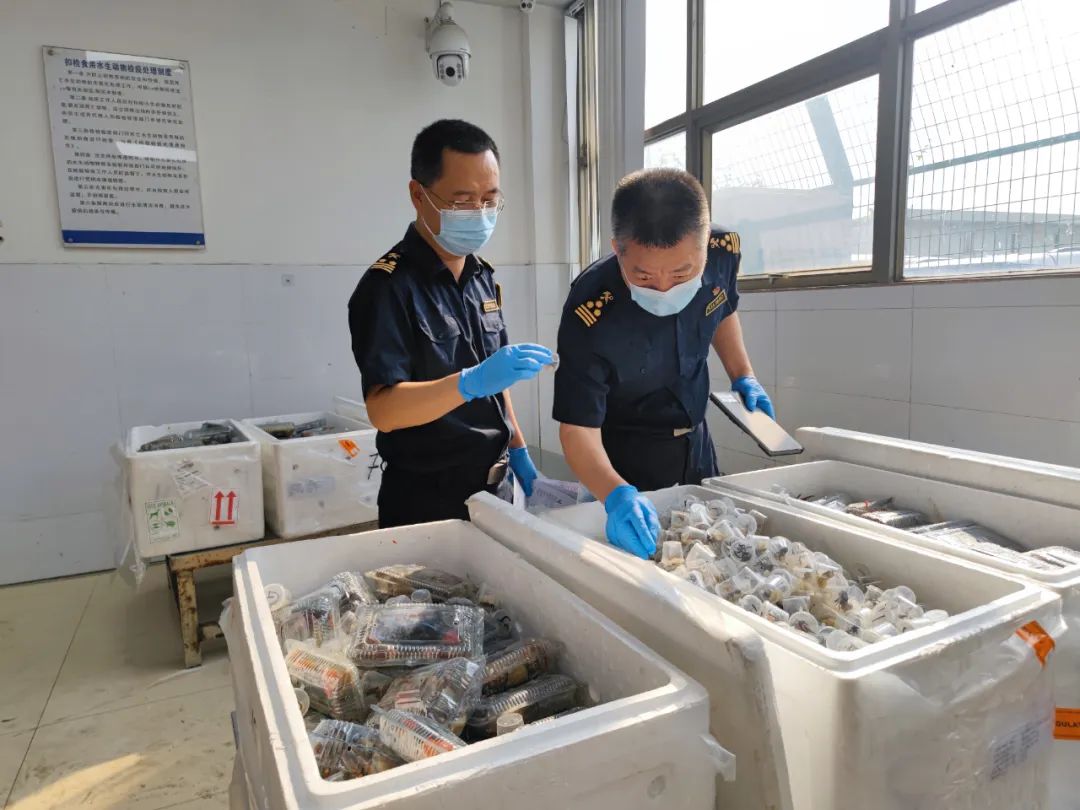 货车运5380只吸血鬼蟹入境被查：俗称“恶魔蟹” 名字炸裂