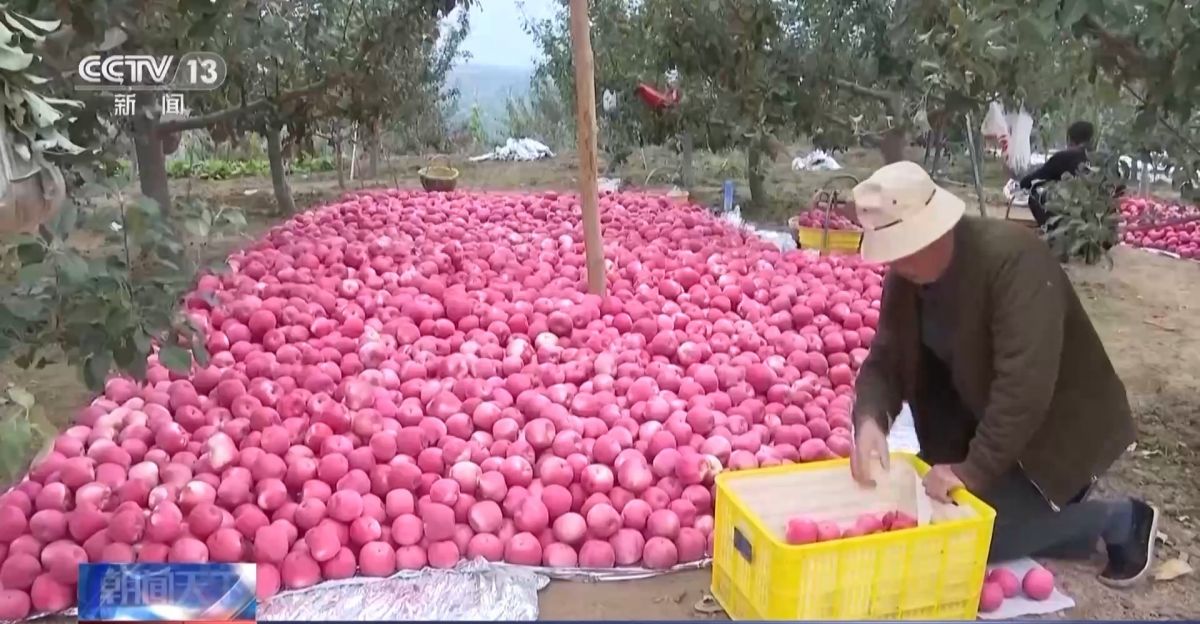 全国秋粮收获已过七成！来看各地丰收景象