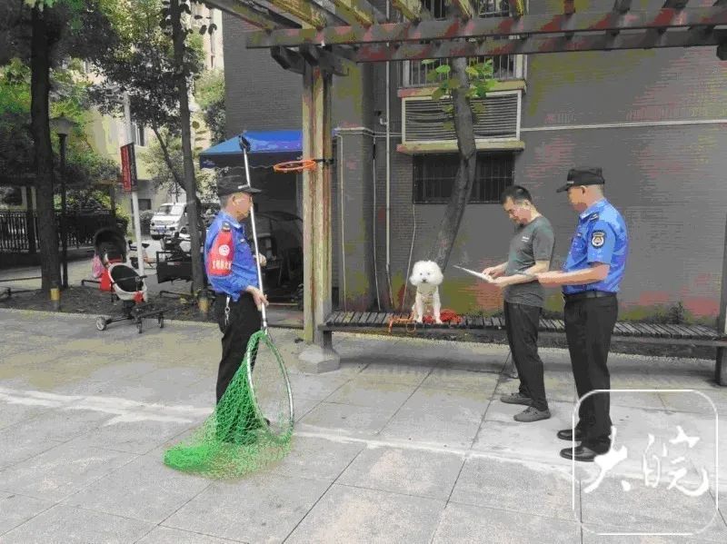 合肥宠物狗出门最新规定：不拴绳将一律捕捉