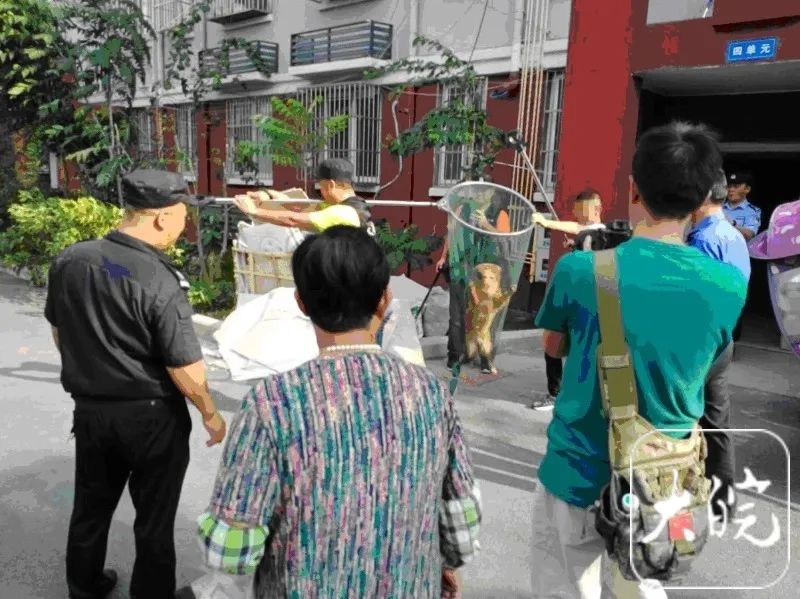 合肥宠物狗出门最新规定：不拴绳将一律捕捉