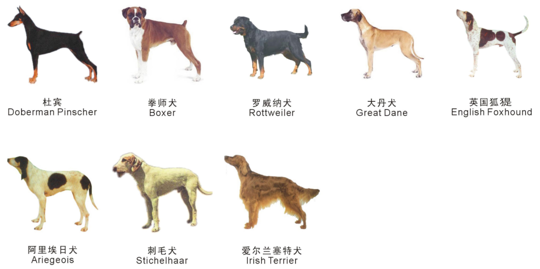 最新苏州禁养犬名单：苏州哪些狗不能养 违规如何处罚