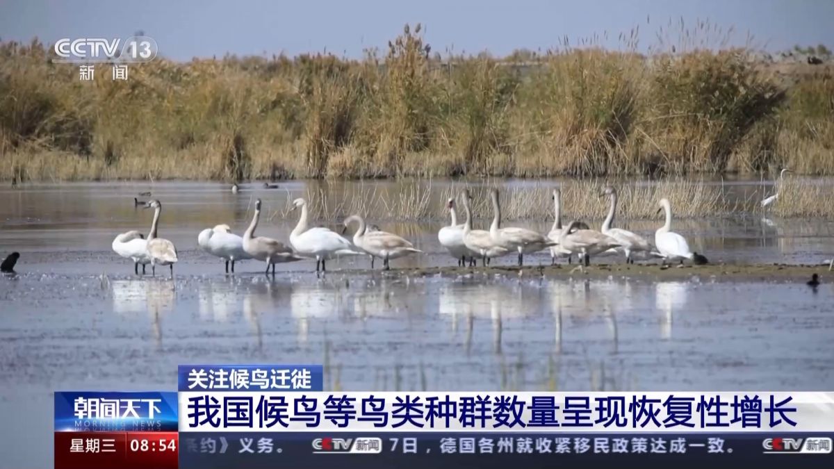 我国候鸟等鸟类种群数量呈现恢复性增长