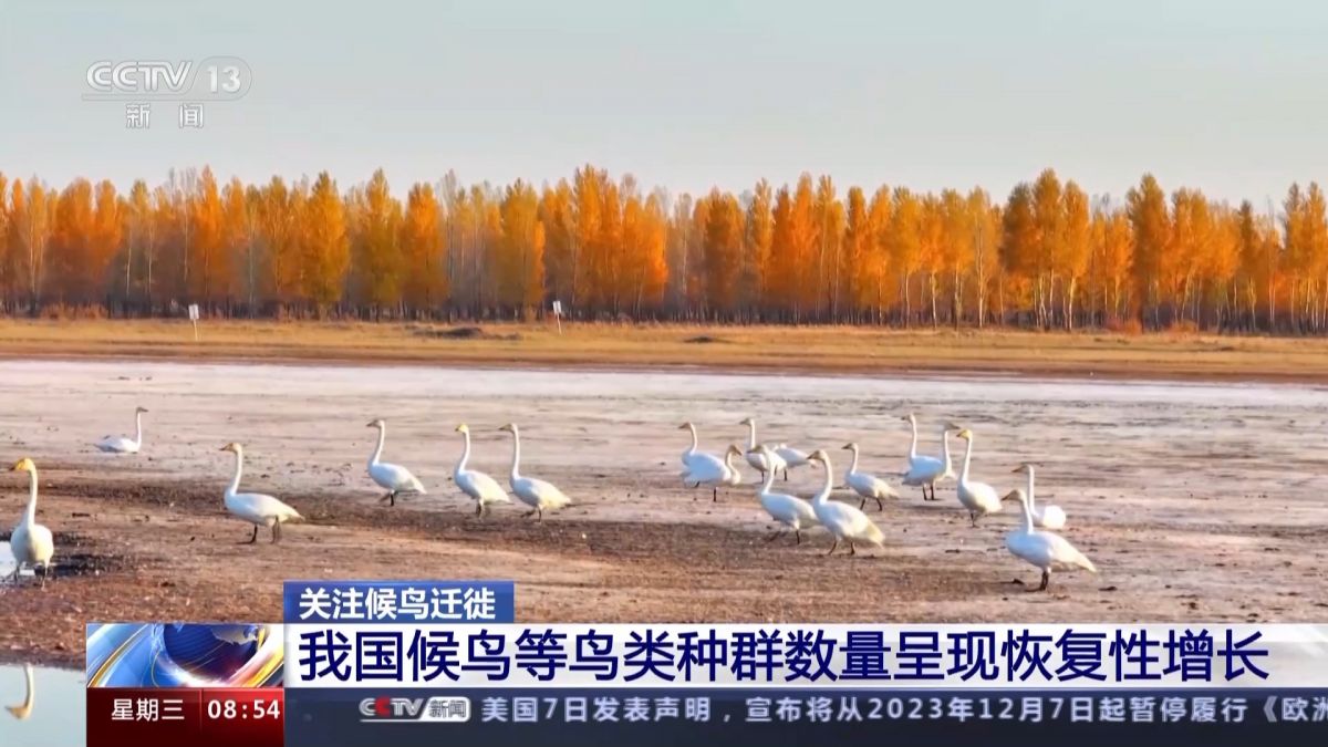 我国候鸟等鸟类种群数量呈现恢复性增长