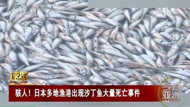 日本北海道海岸现大量沙丁鱼尸体 蔓延沙滩大约100米
