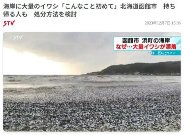 日本北海道海岸现大量沙丁鱼尸体 蔓延沙滩大约100米