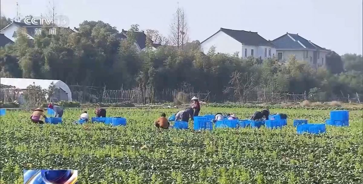 “菜篮子”量足价稳！从田间到超市 多方发力保供稳价